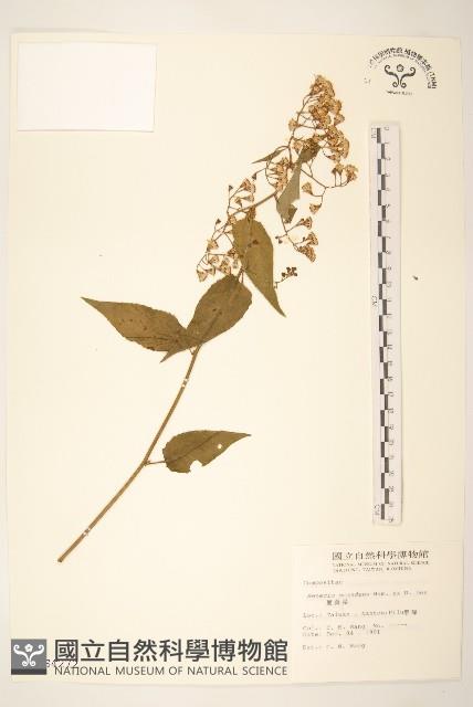 蔓黃菀藏品圖，第1張