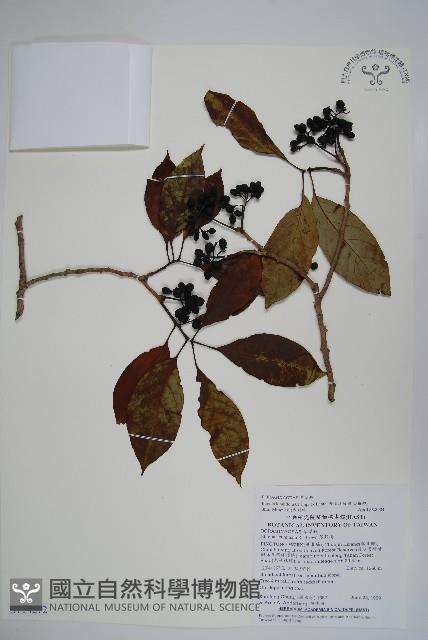 長花厚殼樹藏品圖，第1張