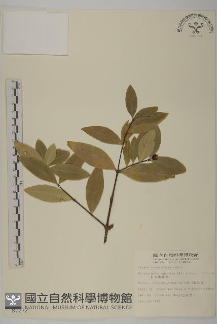 南嶺蕘花藏品圖，第1張