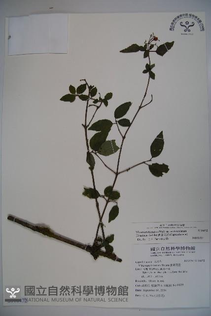 狹葉莢迷藏品圖，第1張