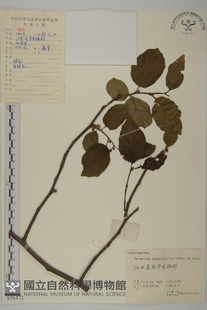 灰葉南蛇藤藏品圖，第1張