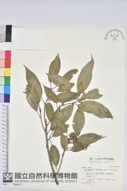 狹葉櫟藏品圖，第1張