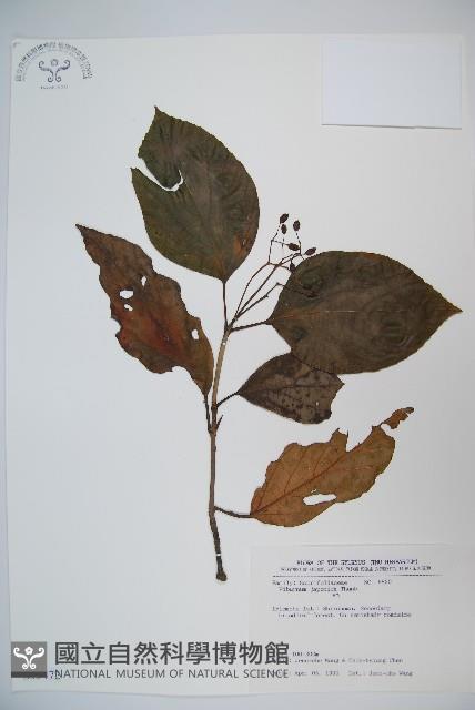 日本莢迷藏品圖，第1張