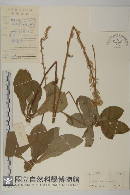 長穗兔兒風藏品圖，第1張