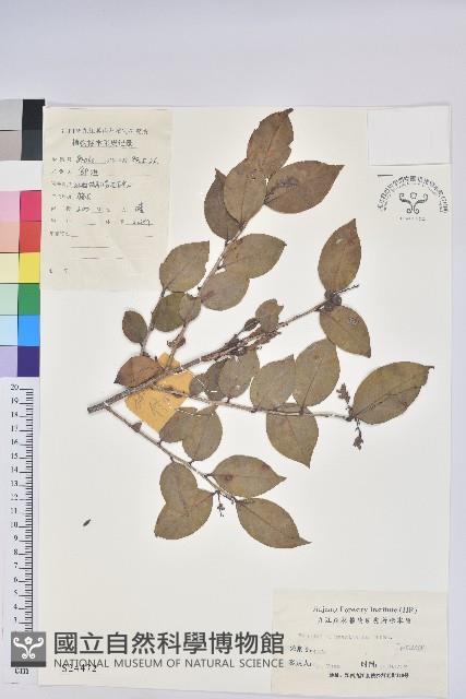 米飯花藏品圖，第1張