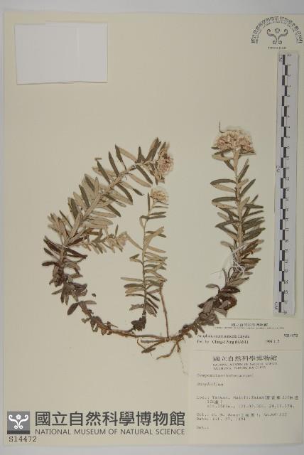 玉山抱莖籟簫藏品圖，第1張