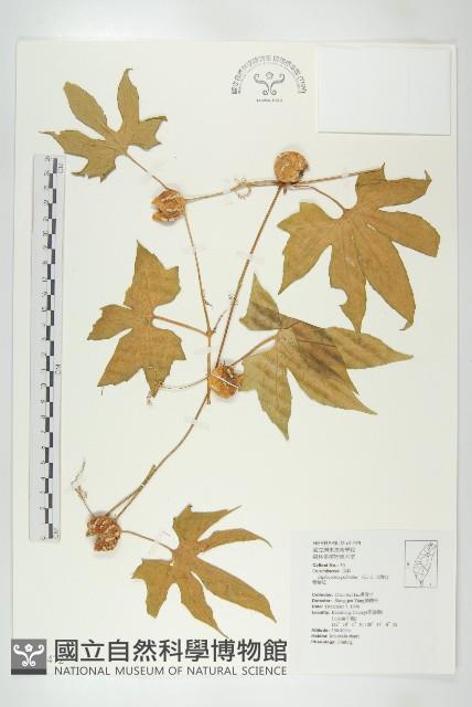 雙輪瓜藏品圖，第1張