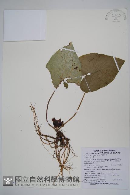 登錄號:S103472藏品圖，第1張