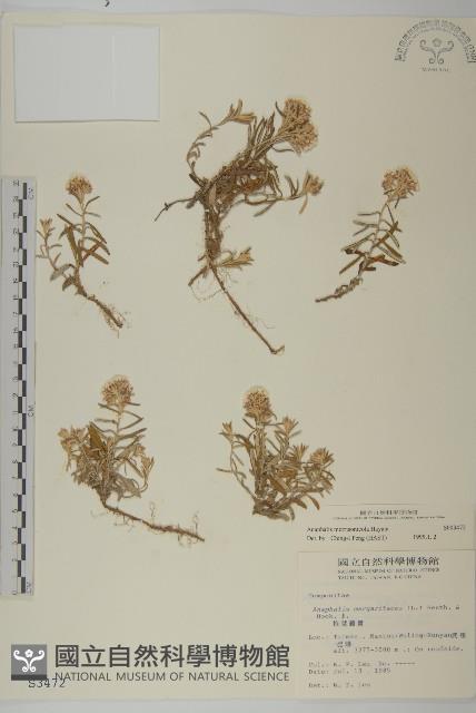 玉山抱莖籟簫藏品圖，第1張