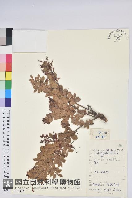 老鴉炮藏品圖，第1張