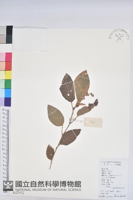 雞骨香藏品圖，第1張