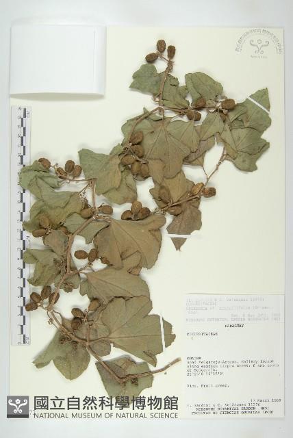 登錄號:S097472藏品圖，第1張