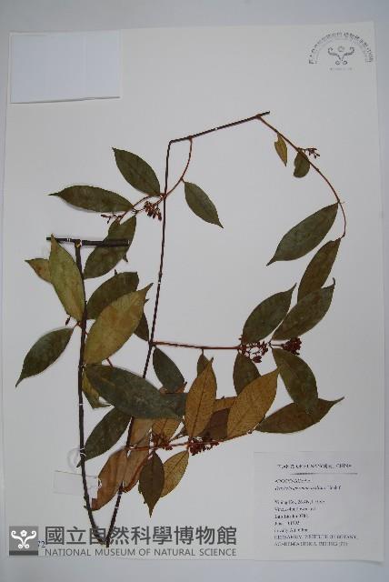 紫花絡石藏品圖，第1張