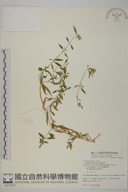 狗筋蔓藏品圖，第1張