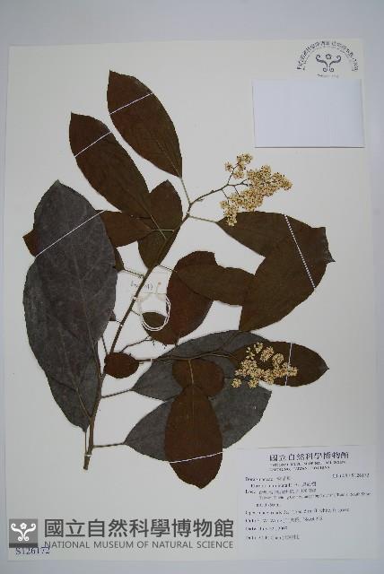 厚殼樹藏品圖，第1張