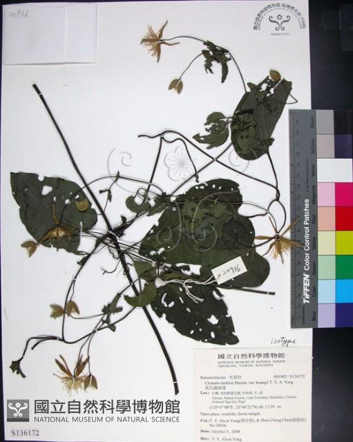 黃氏鐵線蓮藏品圖，第1張