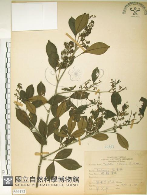 飛龍掌血藏品圖，第1張