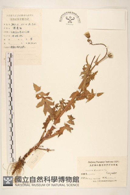 苦滇菜、苦菜藏品圖，第1張