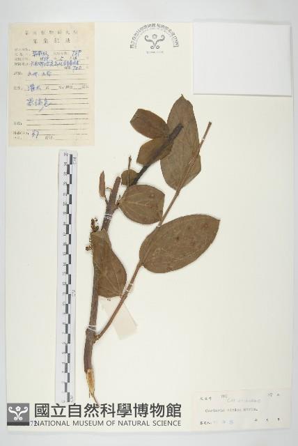 馬桑藏品圖，第1張