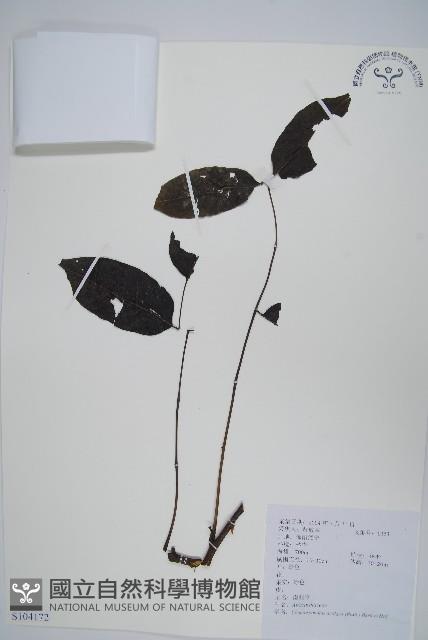 南酸棗藏品圖，第1張