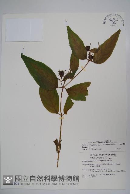 台灣土黨參藏品圖，第1張