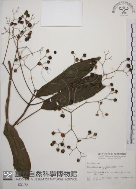 大青藏品圖，第1張