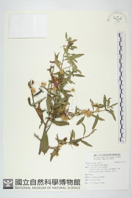 菟絲子藏品圖，第1張