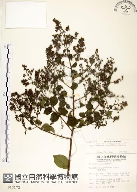 九芎藏品圖，第1張