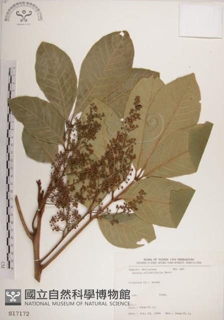 大葉樹蘭藏品圖，第1張