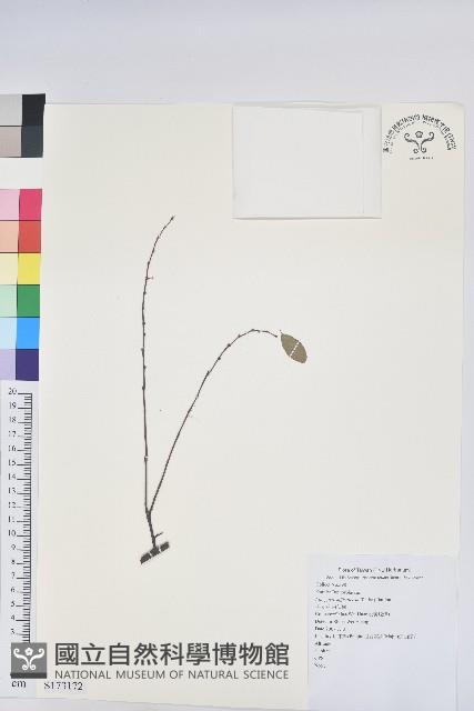 登錄號:S137172藏品圖，第1張