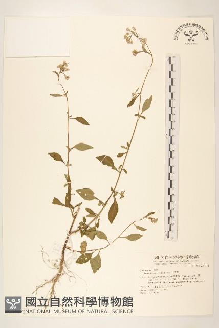 一枝香藏品圖，第1張