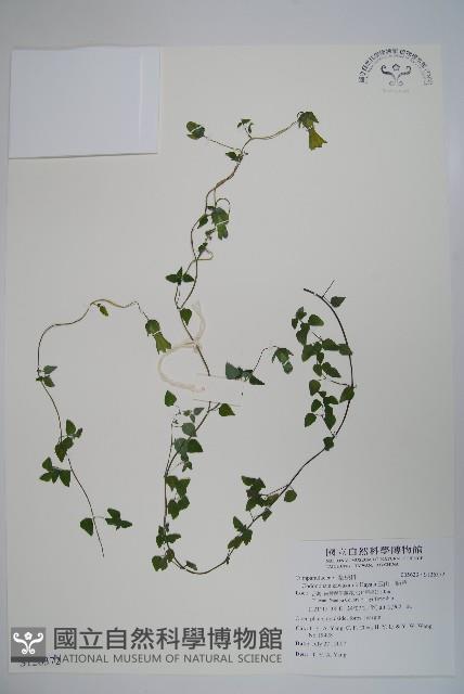 玉山山奶草藏品圖，第1張