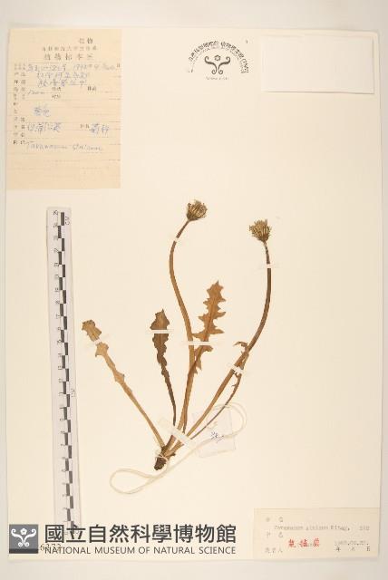 華蒲公英藏品圖，第1張