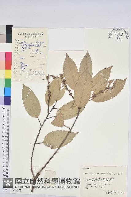 苦櫧栲藏品圖，第1張