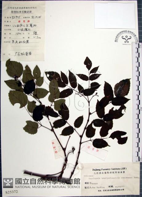 漢氏山葡萄藏品圖，第1張