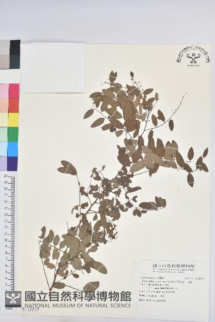 多花油柑、白仔藏品圖，第1張