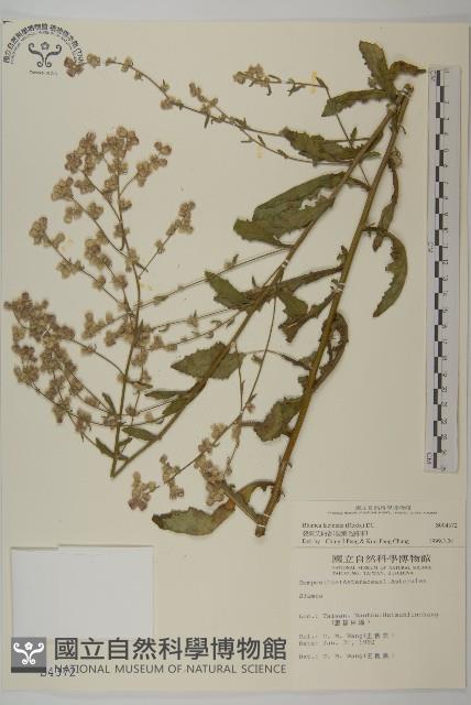 裂葉艾納香藏品圖，第1張