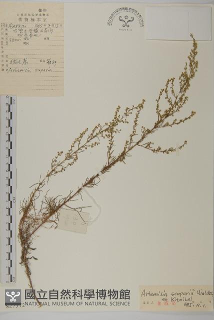 黃蒿藏品圖，第1張