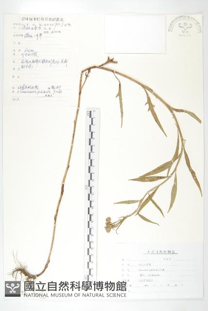 球花鳳毛菊藏品圖，第1張