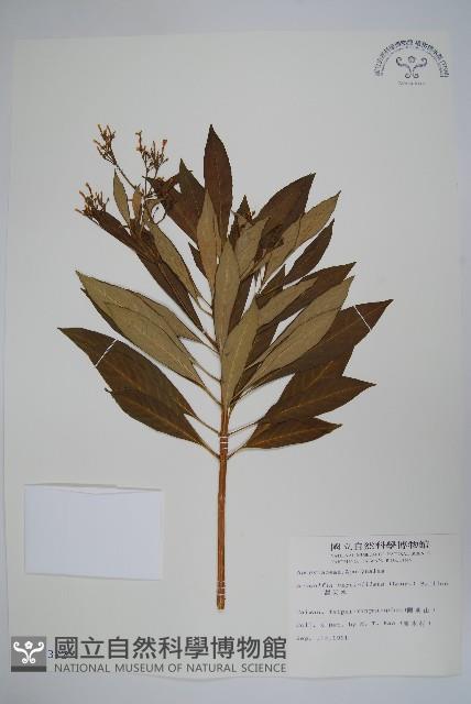 蘿芙木藏品圖，第1張