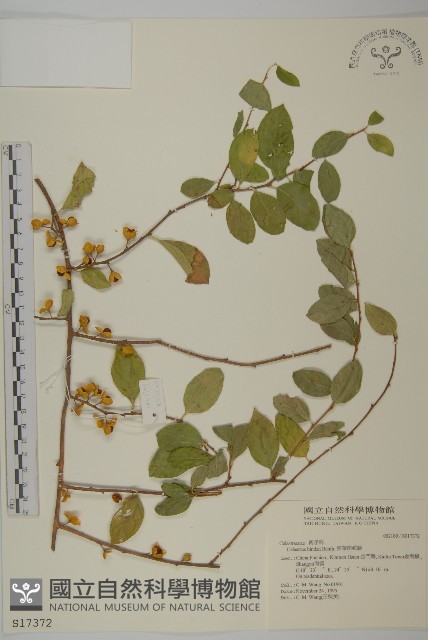 南華南蛇藤，青江藤藏品圖，第1張