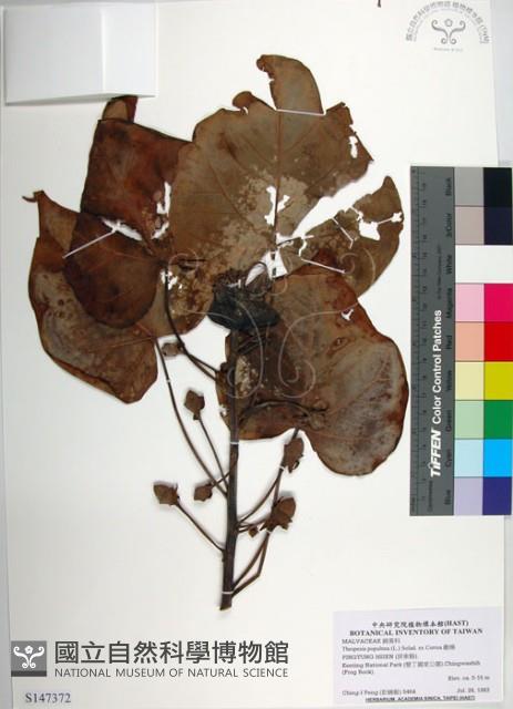 繖楊、截萼黃槿藏品圖，第1張