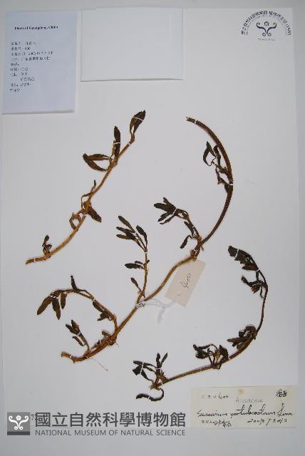 海馬齒藏品圖，第1張