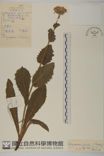 貓兒菊藏品圖，第1張