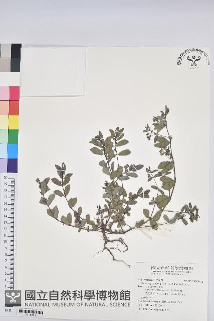 紫斑大戟藏品圖，第1張