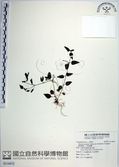 倒地蜈蚣、四角銅鑼藏品圖，第1張