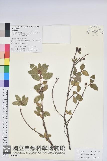 腋花杜鵑藏品圖，第1張