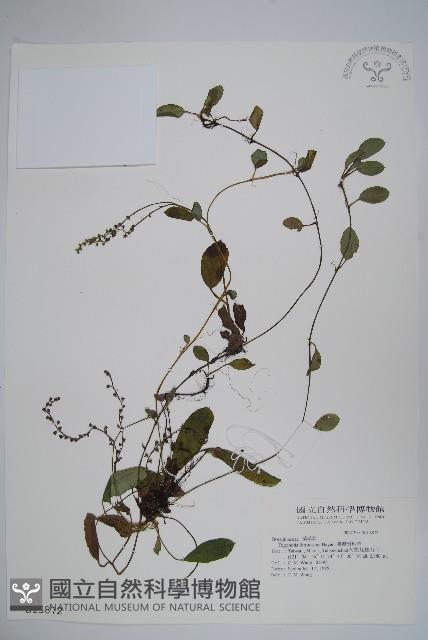 臺灣附地草藏品圖，第1張