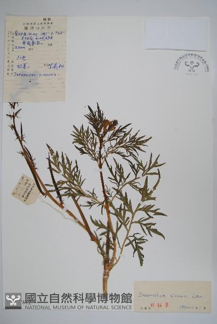 角蒿藏品圖，第1張