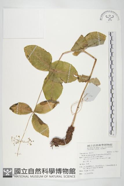 雲南紅景天藏品圖，第1張